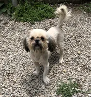Prince, a male Shih Tzu for sale in Harrogate, TN – 5 of 7