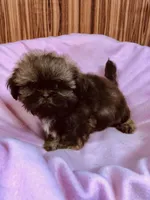 Julie, a female Shih Tzu for sale in Harrogate, TN – 10 of 10
