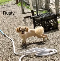 Rusty , a male Shih Tzu for sale in Harrogate, TN – 1 of 10