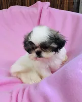Dolly, a female Shih Tzu for sale in Harrogate, TN – 3 of 10