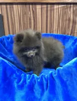 Razzie, a male Pomeranian for sale in Harrogate, TN – 4 of 8