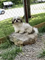 Ross, a male Shih Tzu for sale in Harrogate, TN – 2 of 7
