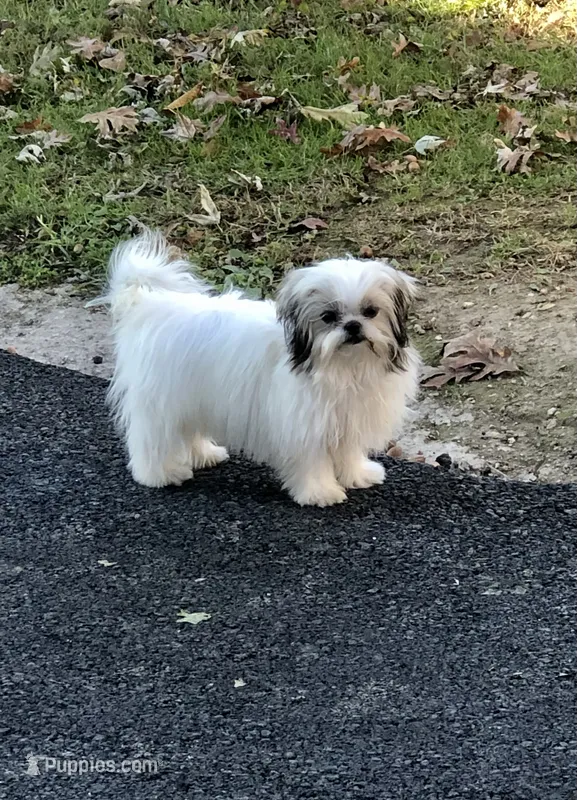 Dolly – Shih Tzu puppy for sale in Harrogate, TN