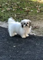Dolly, a female Shih Tzu for sale in Harrogate, TN – 1 of 10