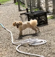 Rusty , a male Shih Tzu for sale in Harrogate, TN – 6 of 10
