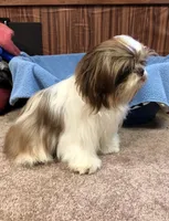 Morrie, a male Shih Tzu for sale in Harrogate, TN – 8 of 10