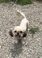 Prince, a male Shih Tzu for sale in Harrogate, TN – 7 of 7
