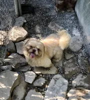 Rusty , a male Shih Tzu for sale in Harrogate, TN – 6 of 9