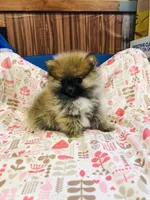 Leda, a female Pomeranian for sale in Harrogate, TN – Photo 2 of 10