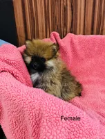 Leda, a female Pomeranian for sale in Harrogate, TN – Photo 5 of 10