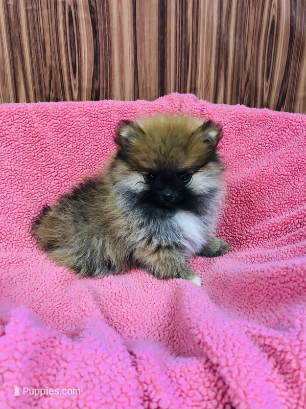 Leda – Pomeranian puppy for sale in Harrogate, TN