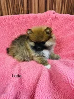 Leda, a female Pomeranian for sale in Harrogate, TN – Photo 6 of 10