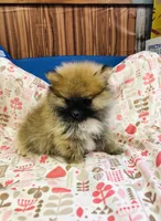 Leda, a female Pomeranian for sale in Harrogate, TN – Photo 4 of 10