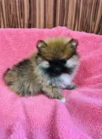 Leda, a female Pomeranian for sale in Harrogate, TN – Photo 10 of 10