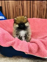 Leda, a female Pomeranian for sale in Harrogate, TN – Photo 3 of 10