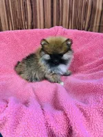 Leda, a female Pomeranian for sale in Harrogate, TN – Photo 9 of 10