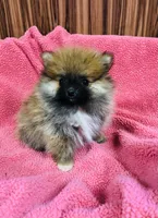 Leda, a female Pomeranian for sale in Harrogate, TN – Photo 7 of 10