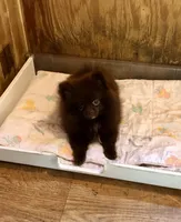 Doodle, a male Pomeranian for sale in Harrogate, TN – 2 of 10