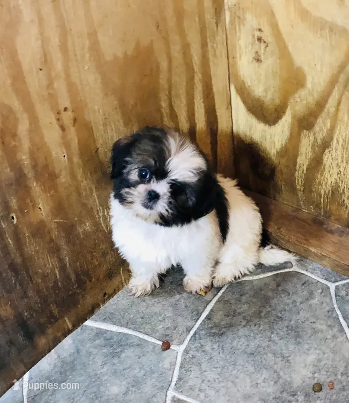 Ruby – Shih Tzu puppy for sale in Harrogate, TN