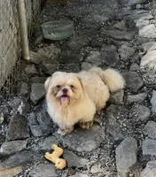 Rusty , a male Shih Tzu for sale in Harrogate, TN – 1 of 9