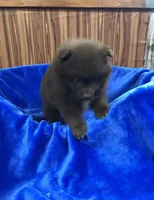 Kuma, a male Pomeranian for sale in Harrogate, TN – Photo 4 of 10