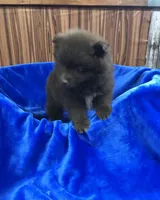 Kuma, a male Pomeranian for sale in Harrogate, TN – Photo 5 of 10