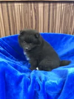 Kuma, a male Pomeranian for sale in Harrogate, TN – Photo 6 of 10