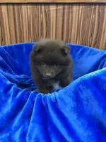 Kuma, a male Pomeranian for sale in Harrogate, TN – Photo 7 of 10