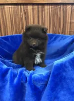 Kuma, a male Pomeranian for sale in Harrogate, TN – Photo 3 of 10