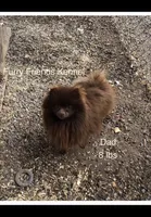 Kuma, a male Pomeranian for sale in Harrogate, TN – Photo 10 of 10