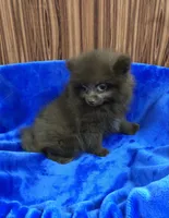 Razzie, a male Pomeranian for sale in Harrogate, TN – 6 of 8