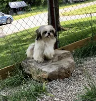 Ross, a male Shih Tzu for sale in Harrogate, TN – 3 of 7