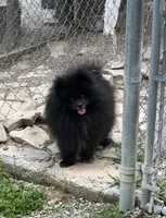 Shadow, a male Pomeranian for sale in Harrogate, TN – 4 of 10