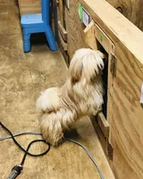 Teddy Bear, a male Shih Tzu for sale in Harrogate, TN – Photo 5 of 8