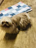 Teddy Bear, a male Shih Tzu for sale in Harrogate, TN – Photo 3 of 8