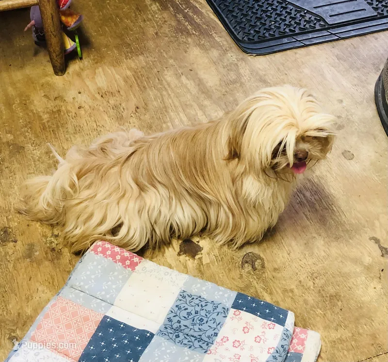 Teddy Bear – Shih Tzu puppy for sale in Harrogate, TN