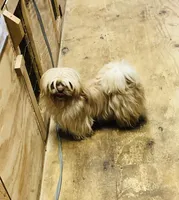 Teddy Bear, a male Shih Tzu for sale in Harrogate, TN – Photo 1 of 8