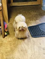 Teddy Bear, a male Shih Tzu for sale in Harrogate, TN – Photo 2 of 8