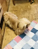 Teddy Bear, a male Shih Tzu for sale in Harrogate, TN – Photo 8 of 8