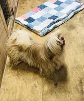 Teddy Bear, a male Shih Tzu for sale in Harrogate, TN – Photo 7 of 8