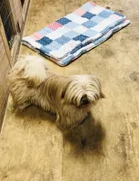 Teddy Bear, a male Shih Tzu for sale in Harrogate, TN – Photo 6 of 8