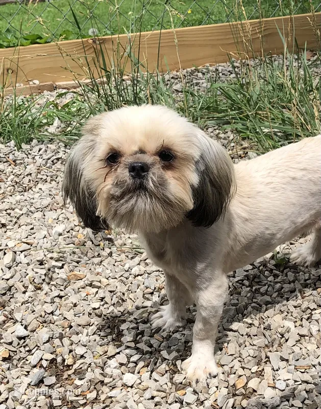 Prince – Shih Tzu puppy for sale in Harrogate, TN