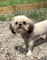 Prince, a male Shih Tzu for sale in Harrogate, TN – 1 of 7