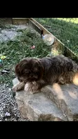 Denton, a male Shih Tzu for sale in Harrogate, TN – 3 of 10