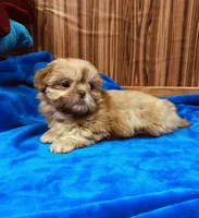 processed/96502fcc-5d4c-436b-9d7e-0e4b5073b762/listing/1bc70da9-4051-47f4-9005-8f169ec17acb/2a1f9eba-5419-42ff-b9d0-68463ac274d2