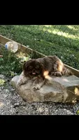 Denton, a male Shih Tzu for sale in Harrogate, TN – 5 of 10