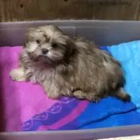 Teddy Bear, a male Shih Tzu for sale in Harrogate, TN – Photo 9 of 10