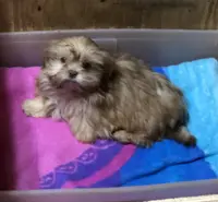 Teddy Bear, a male Shih Tzu for sale in Harrogate, TN – Photo 9 of 10