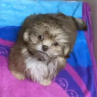 Teddy Bear, a male Shih Tzu for sale in Harrogate, TN – Photo 8 of 10