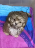 Teddy Bear, a male Shih Tzu for sale in Harrogate, TN – Photo 8 of 10